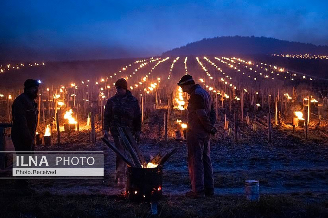 تصاویر: محافظت از انگورهای تاکستان با روشن کردن آتش