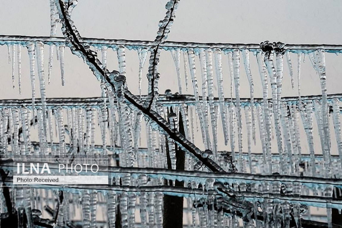 تصاویر: محافظت از انگورهای تاکستان با روشن کردن آتش