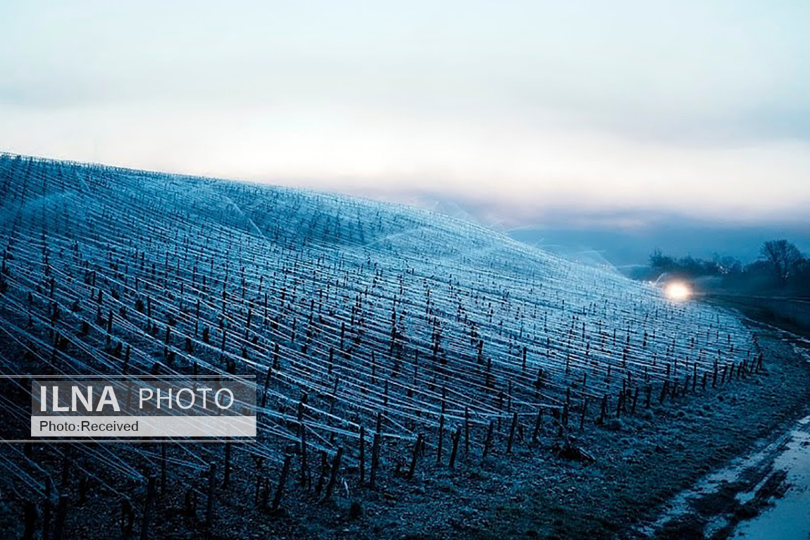 تصاویر: محافظت از انگورهای تاکستان با روشن کردن آتش
