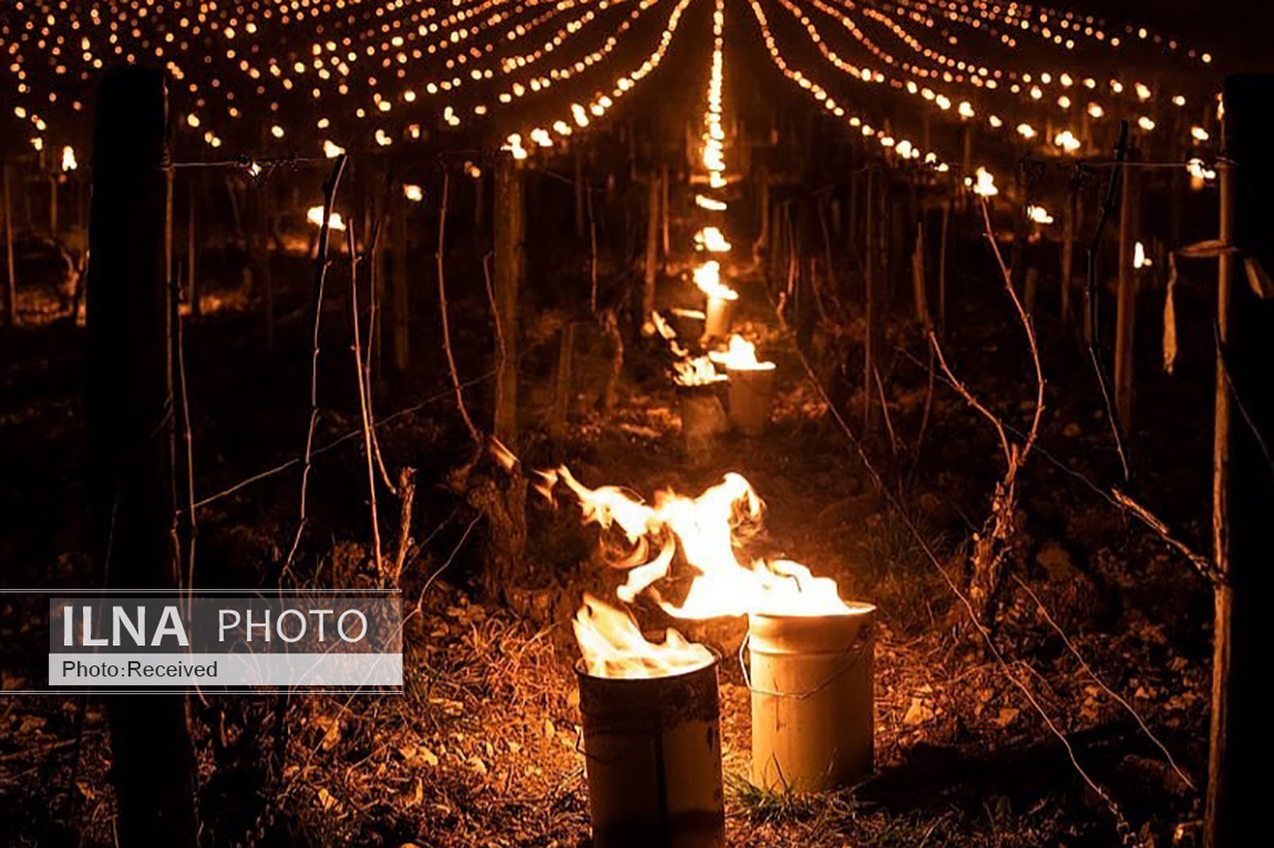 تصاویر: محافظت از انگورهای تاکستان با روشن کردن آتش