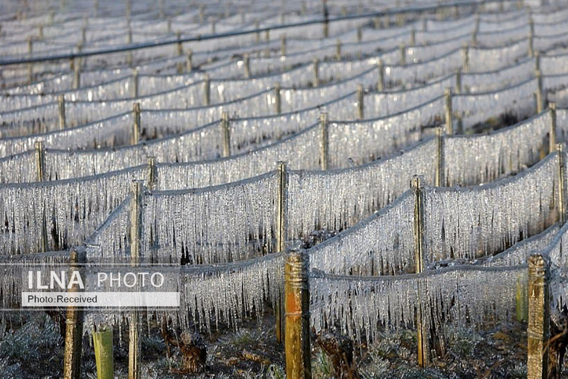 تصاویر: محافظت از انگورهای تاکستان با روشن کردن آتش