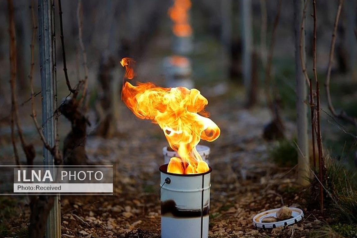 تصاویر: محافظت از انگورهای تاکستان با روشن کردن آتش