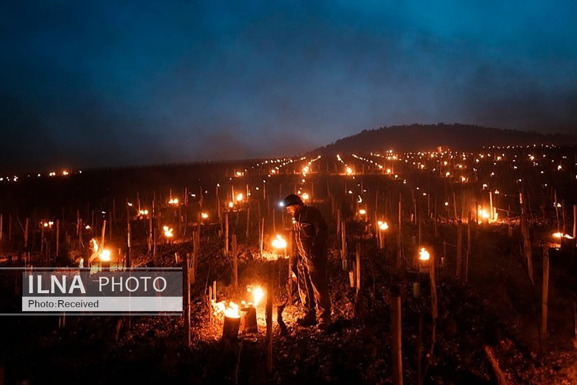تصاویر: محافظت از انگورهای تاکستان با روشن کردن آتش
