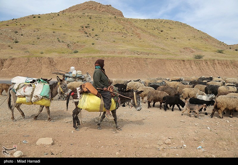 تصاویر: آغاز کوچ عشایر - خوزستان