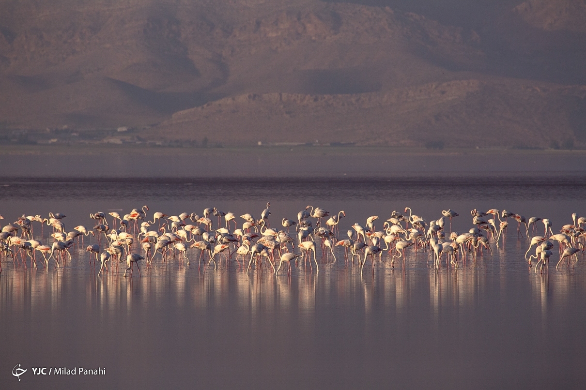 تصاویر: فلامینگوهای مهارلو - شیراز