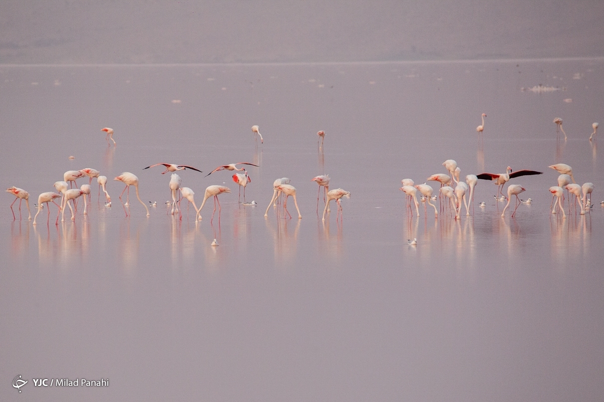تصاویر: فلامینگوهای مهارلو - شیراز