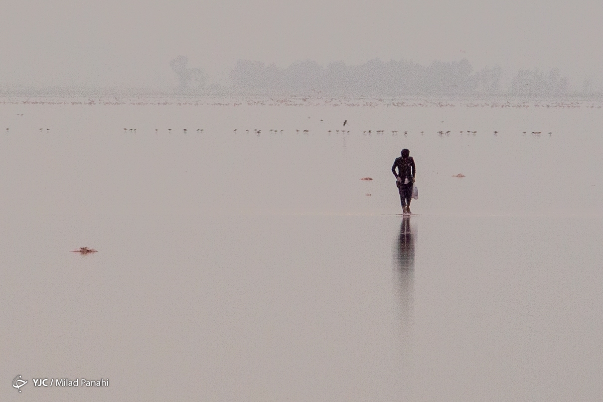 تصاویر: فلامینگوهای مهارلو - شیراز
