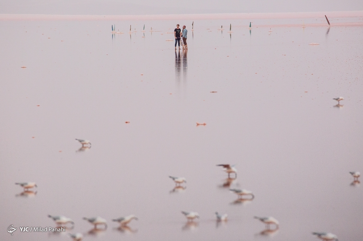 تصاویر: فلامینگوهای مهارلو - شیراز
