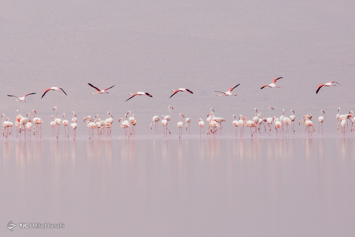 تصاویر: فلامینگوهای مهارلو - شیراز