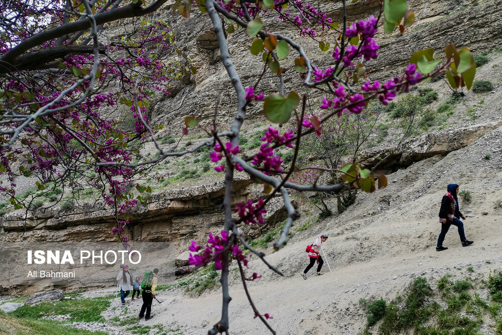 تصاویر: دره &laquo;ارغوان&raquo;