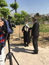 واكنش شهردارى به قلع و قمع درختان و پاسخ عضو شوراى شهر و اهالى محله