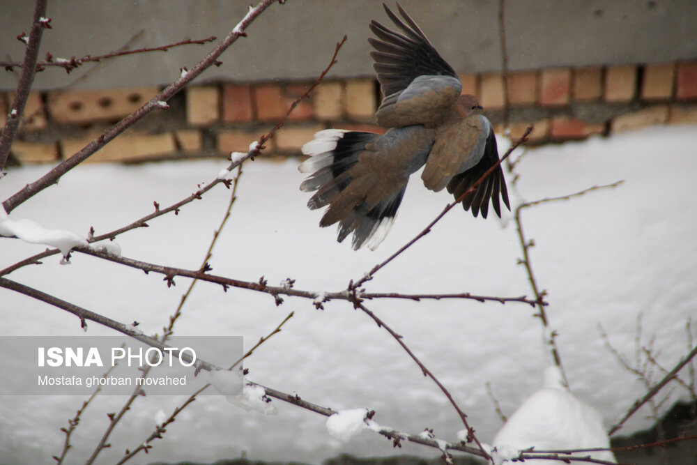 تصاویر: بارش برف در شهرستان اهر و منطقه ارسباران
