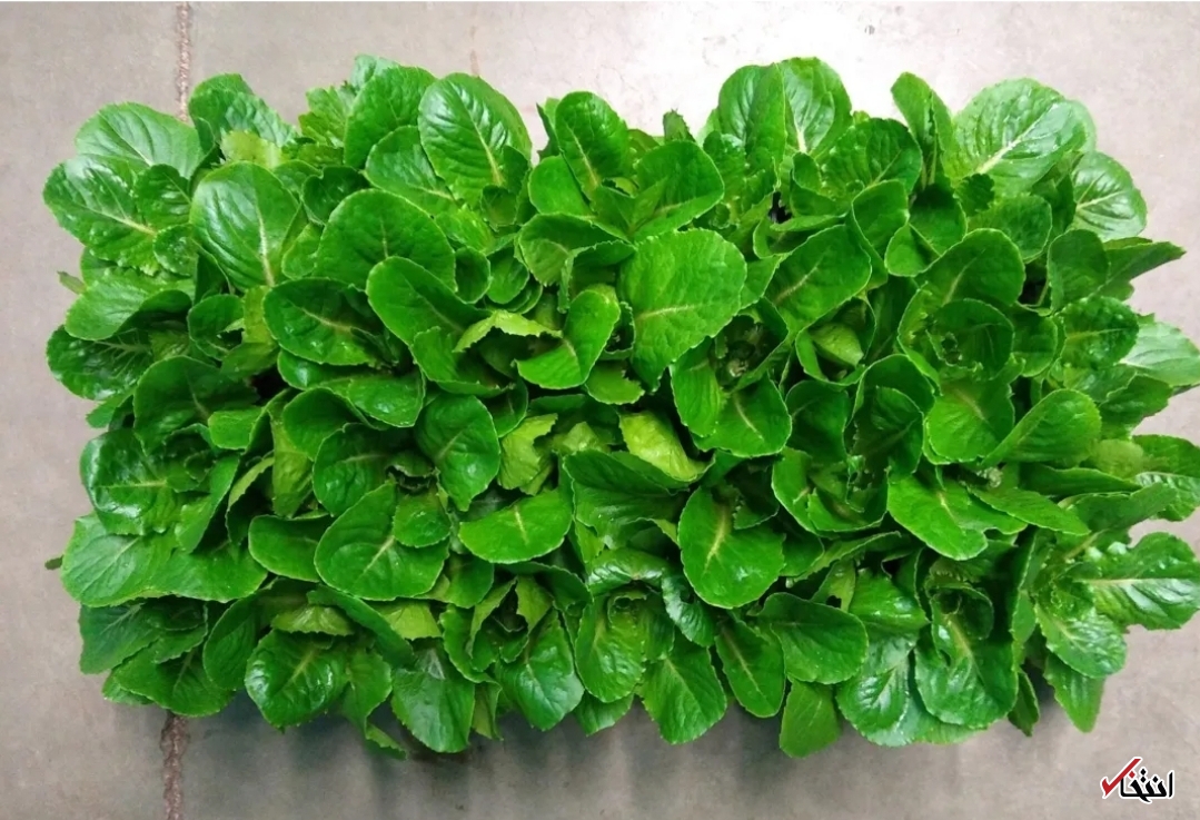 سالادهای که از کوتاهی قد فضانوردان پیشگیری می کنند