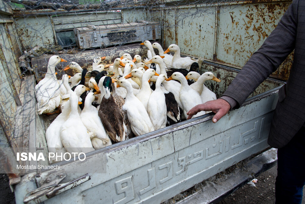 تصاویر: بازگشایی جمعه بازار «جویبار» پس از دو سال