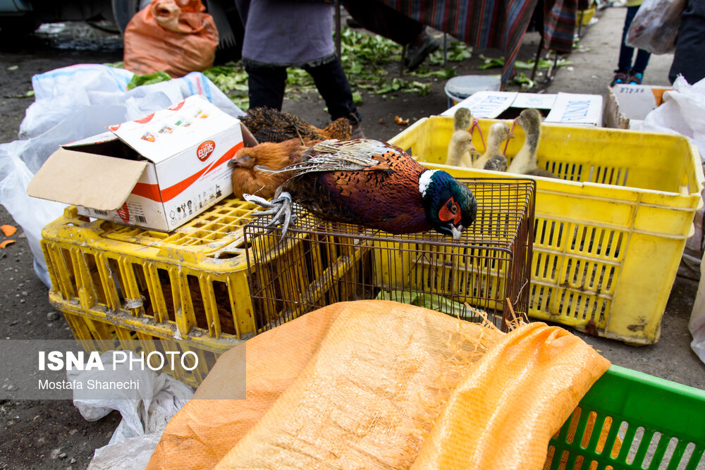 تصاویر: بازگشایی جمعه بازار «جویبار» پس از دو سال