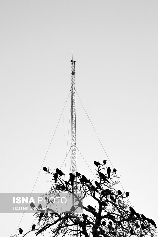 تصاویر: مهمان آسمان شهر