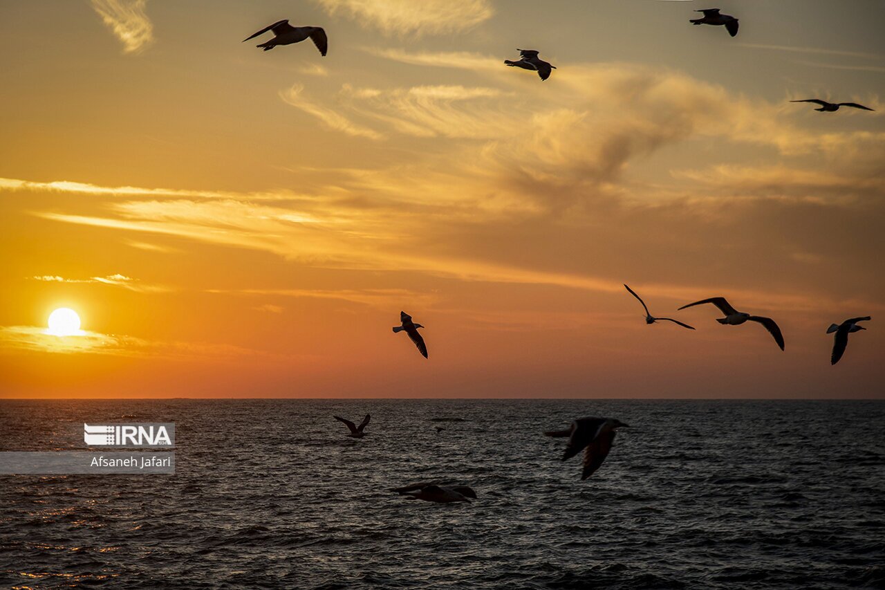 تصاویر: کاکایی های بوشهر