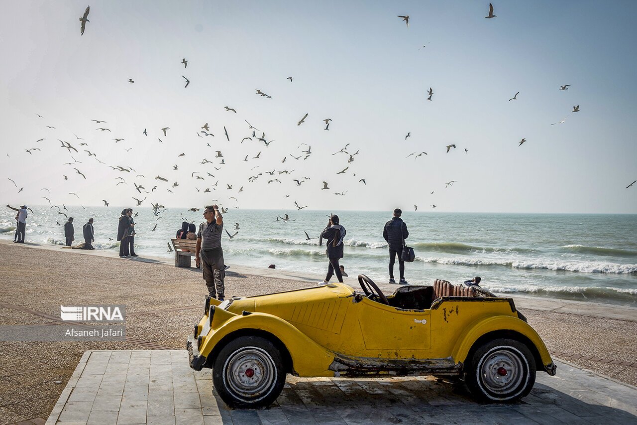 تصاویر: کاکایی های بوشهر