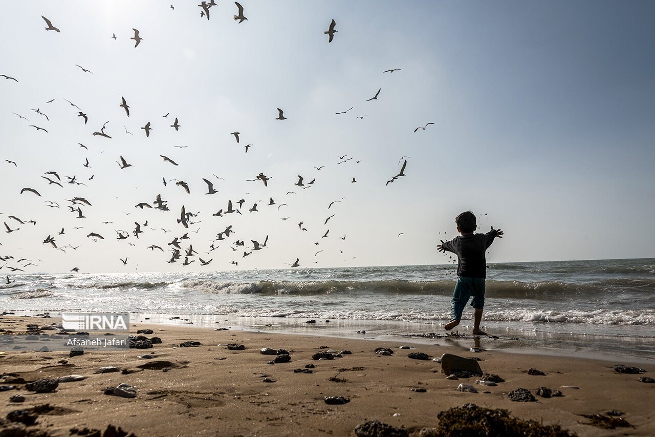 تصاویر: کاکایی های بوشهر