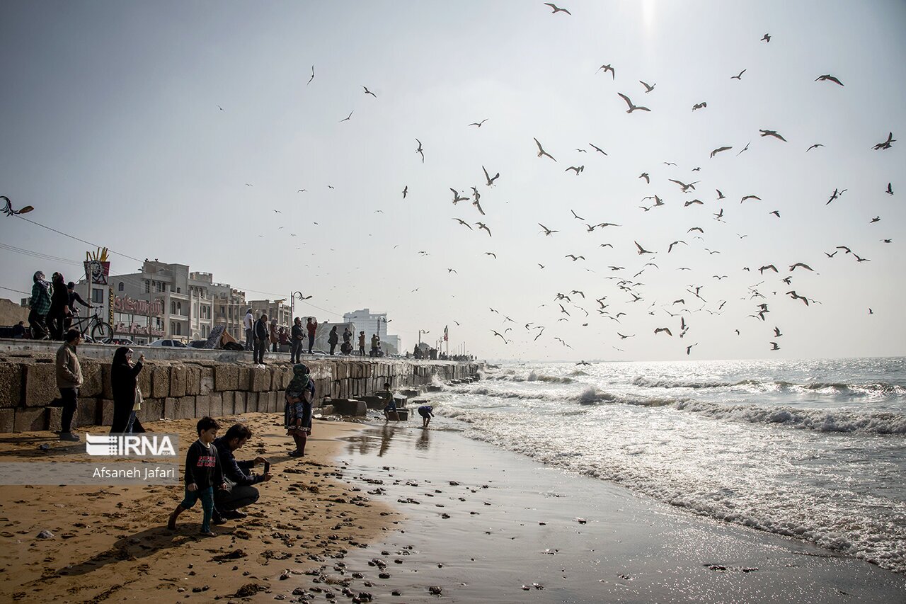 تصاویر: کاکایی های بوشهر