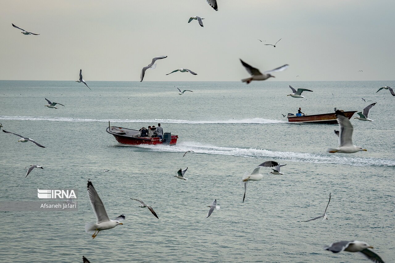 تصاویر: کاکایی های بوشهر