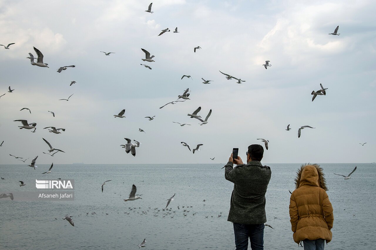 تصاویر: کاکایی های بوشهر