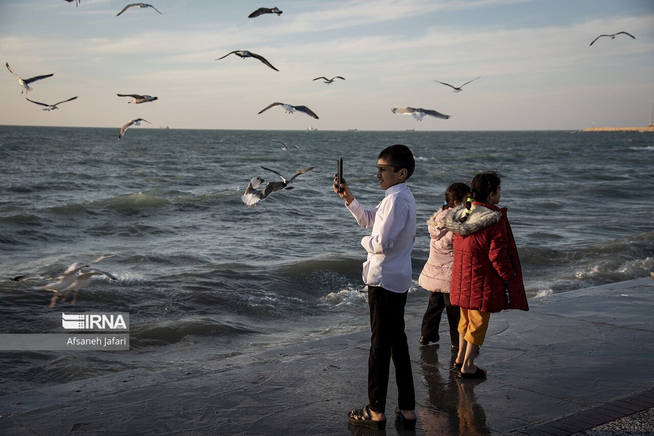 تصاویر: کاکایی های بوشهر