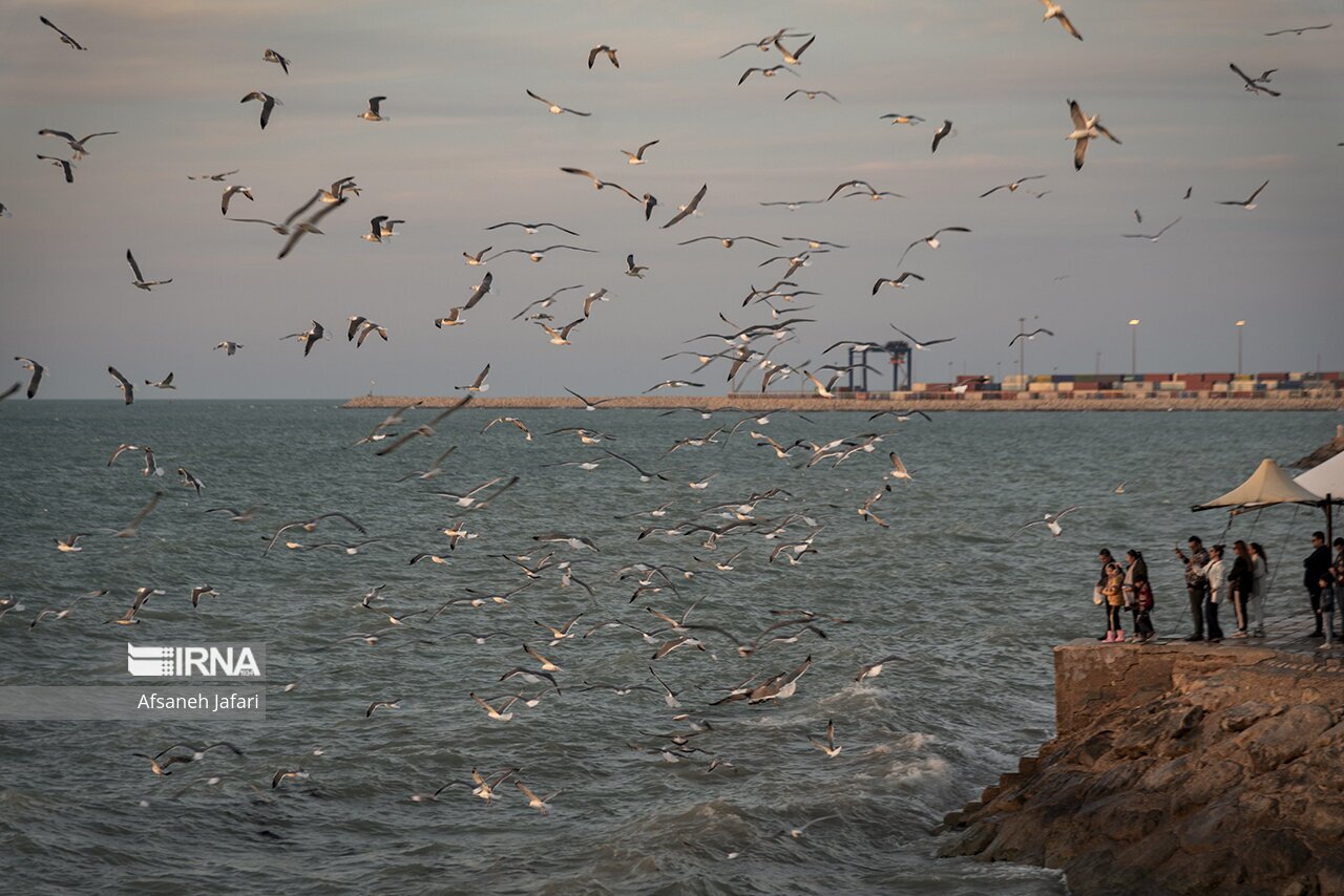 تصاویر: کاکایی های بوشهر