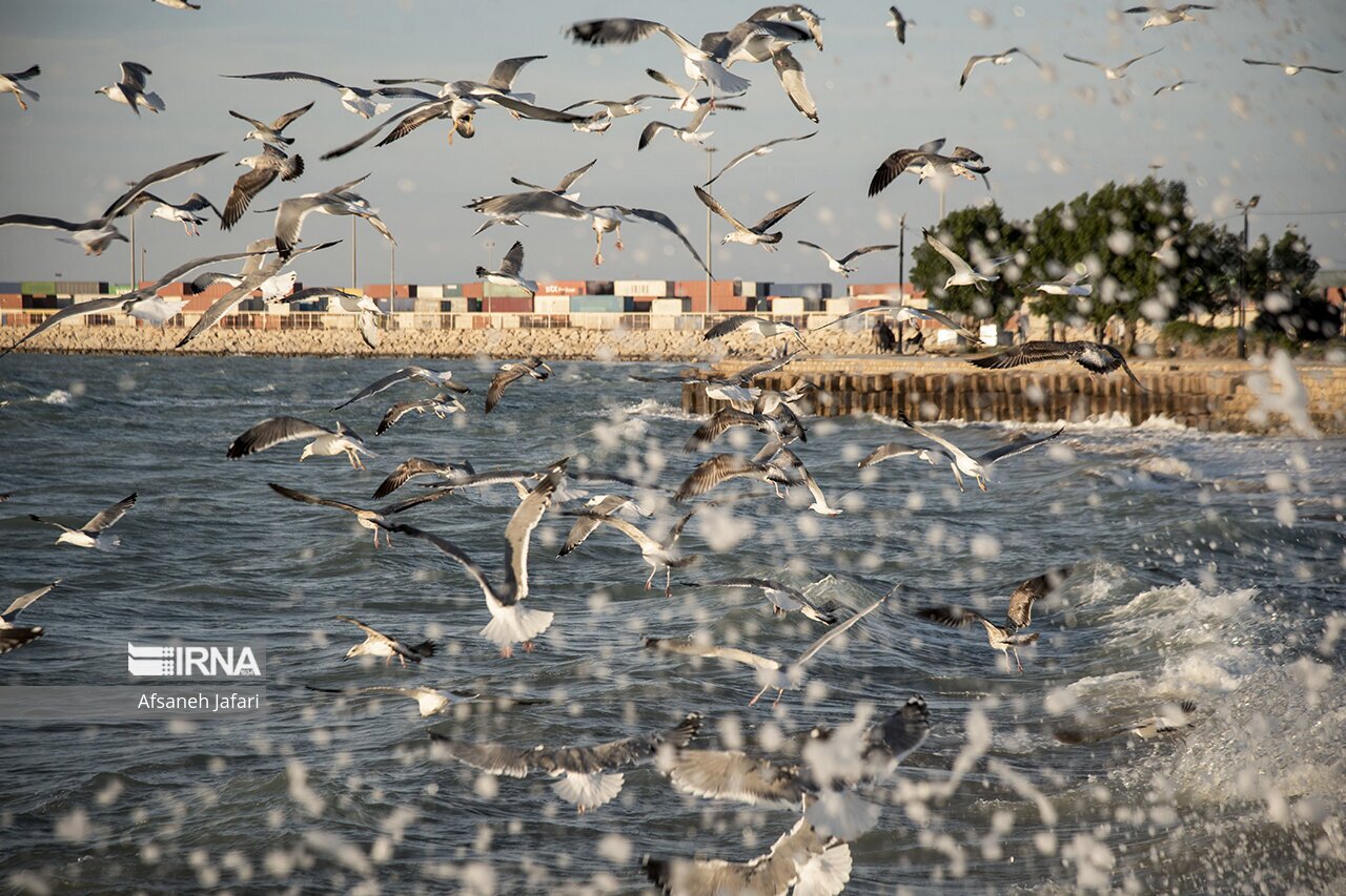 تصاویر: کاکایی های بوشهر