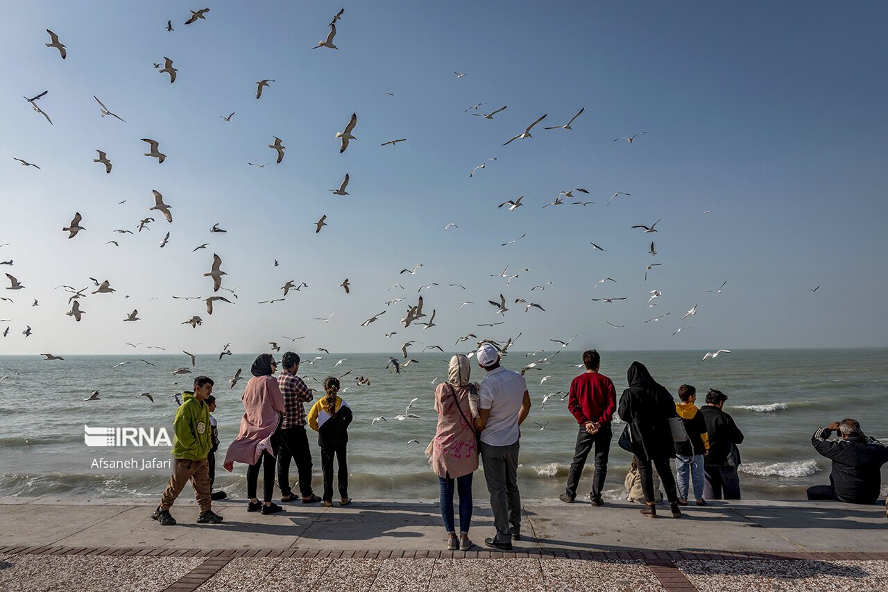 تصاویر: کاکایی های بوشهر