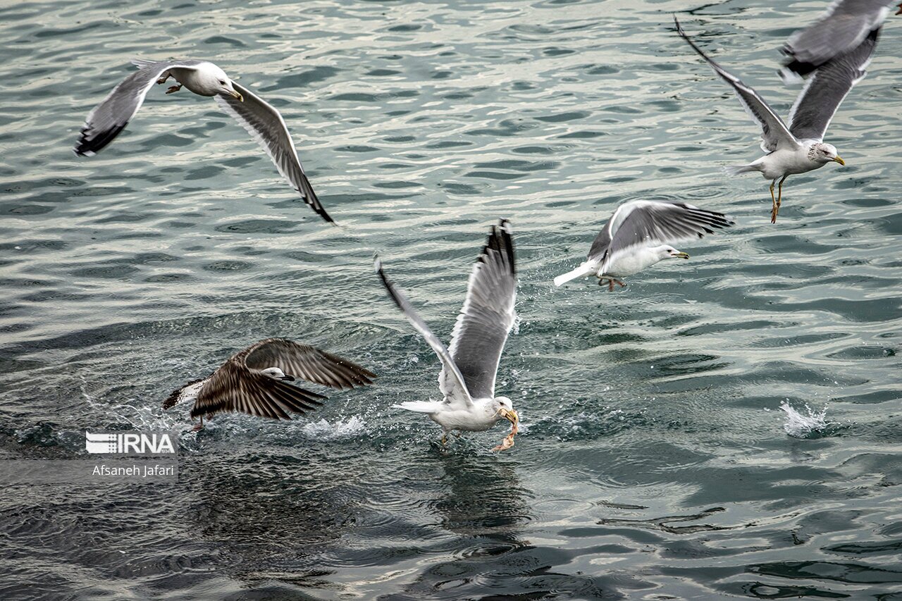 تصاویر: کاکایی های بوشهر
