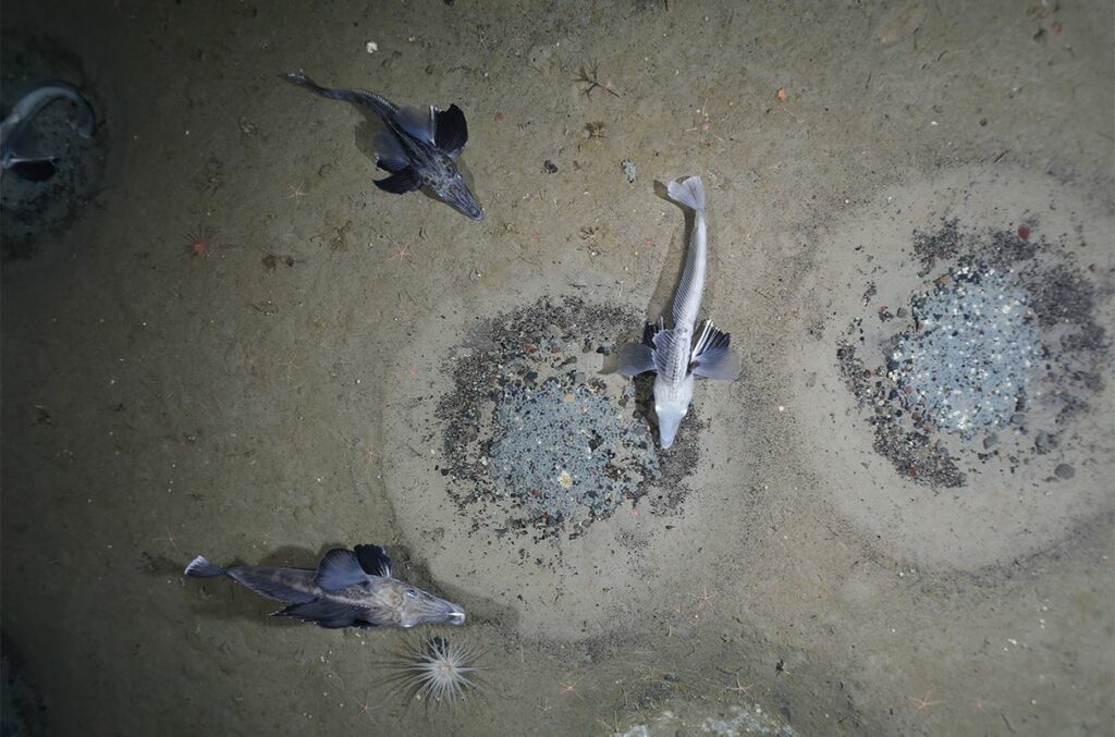 با پنج کشف رکوردشکن سال 2022 آشنا شوید