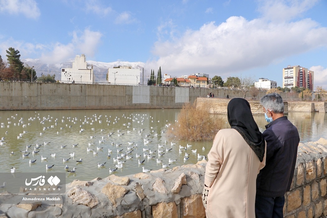تصاویر: «مرغان کاکایی» در شیراز