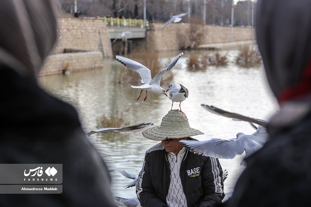 تصاویر: «مرغان کاکایی» در شیراز