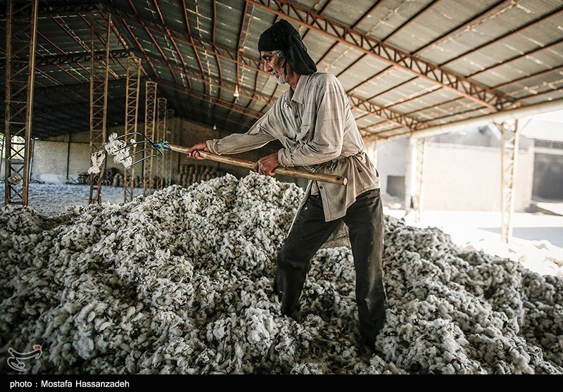 تصاویر: کارخانه پنبه پاک کنی در گلستان