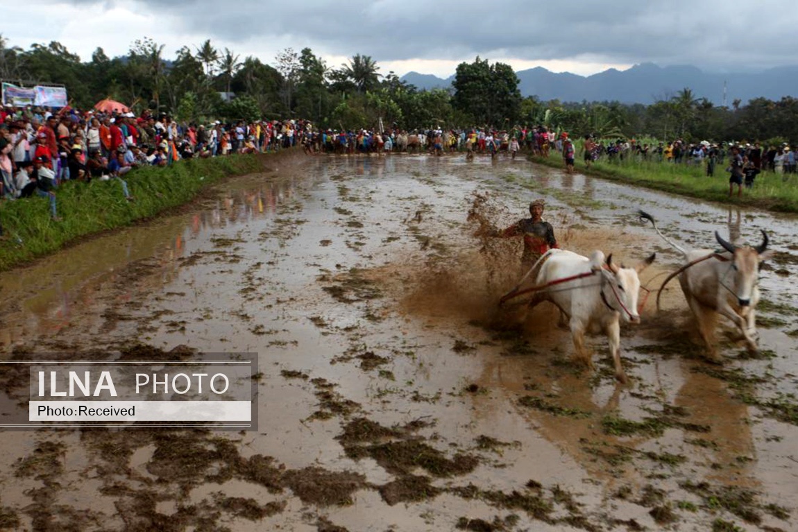 تصاویر: مسابقه سنتی گاو‌ها در زمین گل‌آلود شالیزار