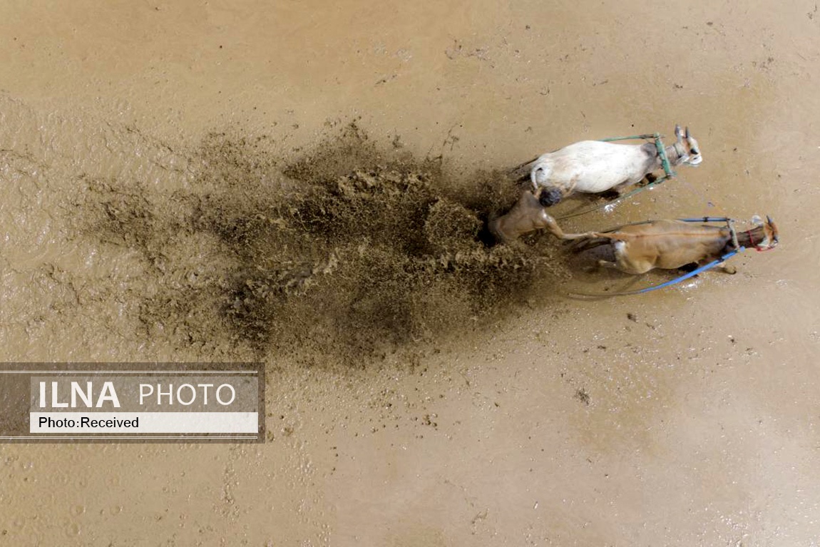 تصاویر: مسابقه سنتی گاو‌ها در زمین گل‌آلود شالیزار