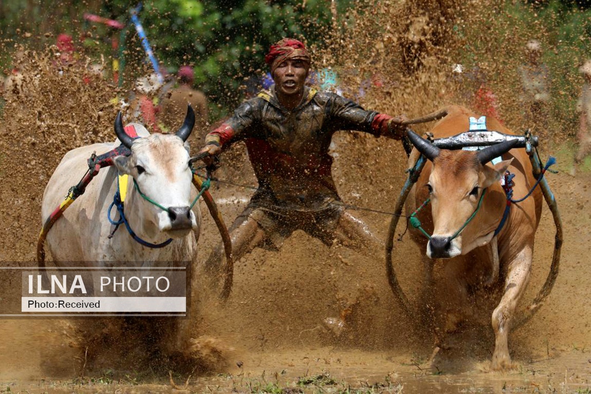 تصاویر: مسابقه سنتی گاو‌ها در زمین گل‌آلود شالیزار