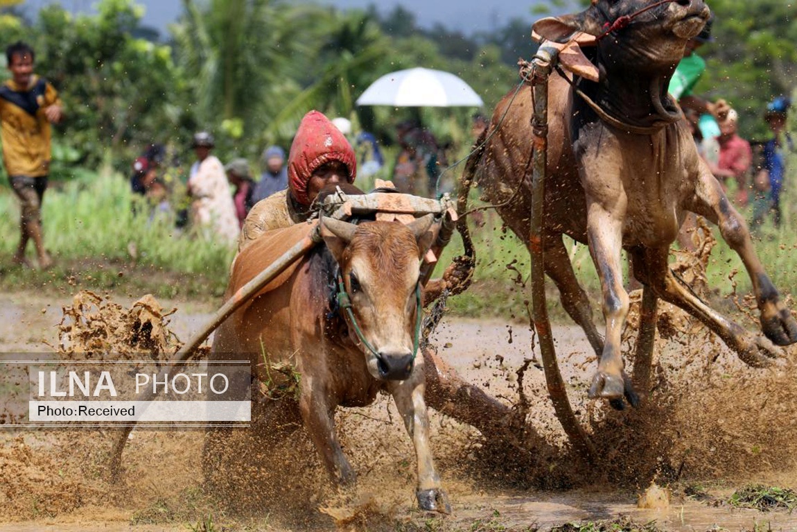تصاویر: مسابقه سنتی گاو‌ها در زمین گل‌آلود شالیزار