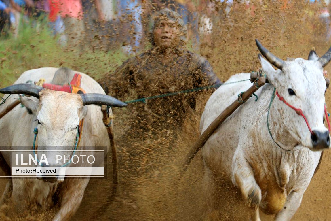 تصاویر: مسابقه سنتی گاو‌ها در زمین گل‌آلود شالیزار