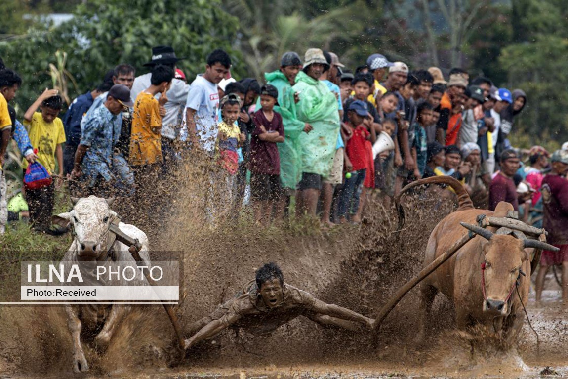 تصاویر: مسابقه سنتی گاو‌ها در زمین گل‌آلود شالیزار