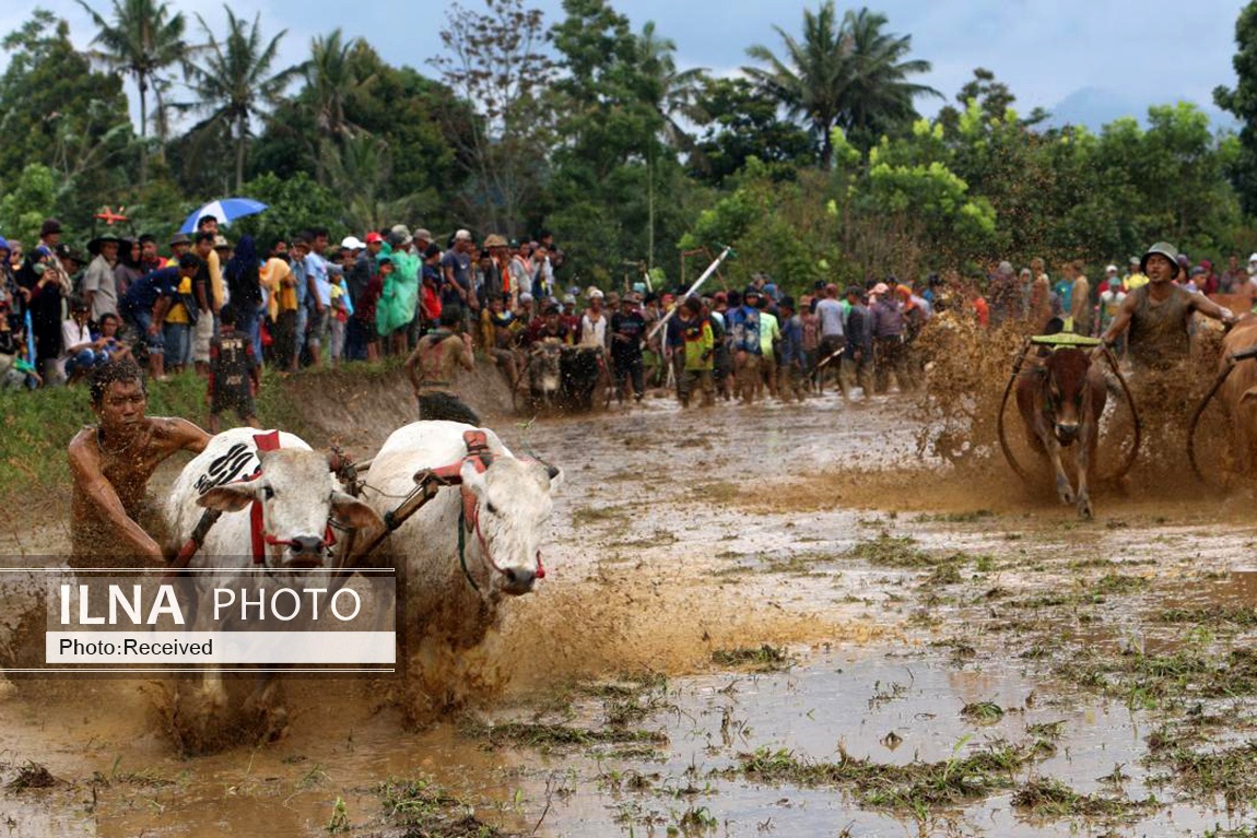 تصاویر: مسابقه سنتی گاو‌ها در زمین گل‌آلود شالیزار