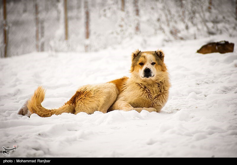 تصاویر: طبیعت برفی گیلان