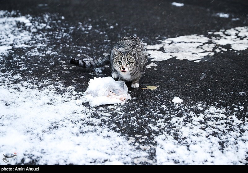 تصاویر: تهران برفی