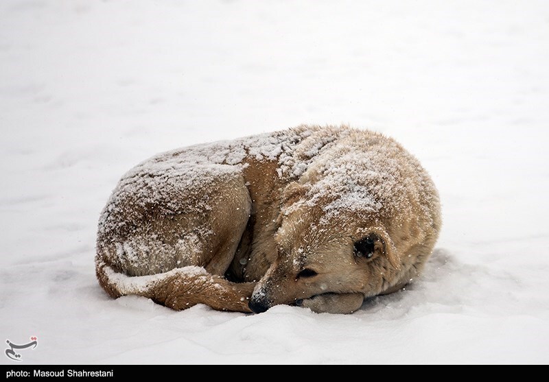 تصاویر: تهران برفی