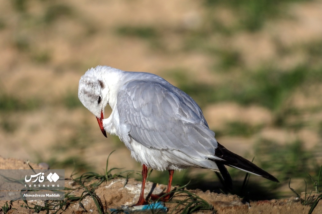 تصاویر: گونه های مختلف پرندگان در «شیراز»
