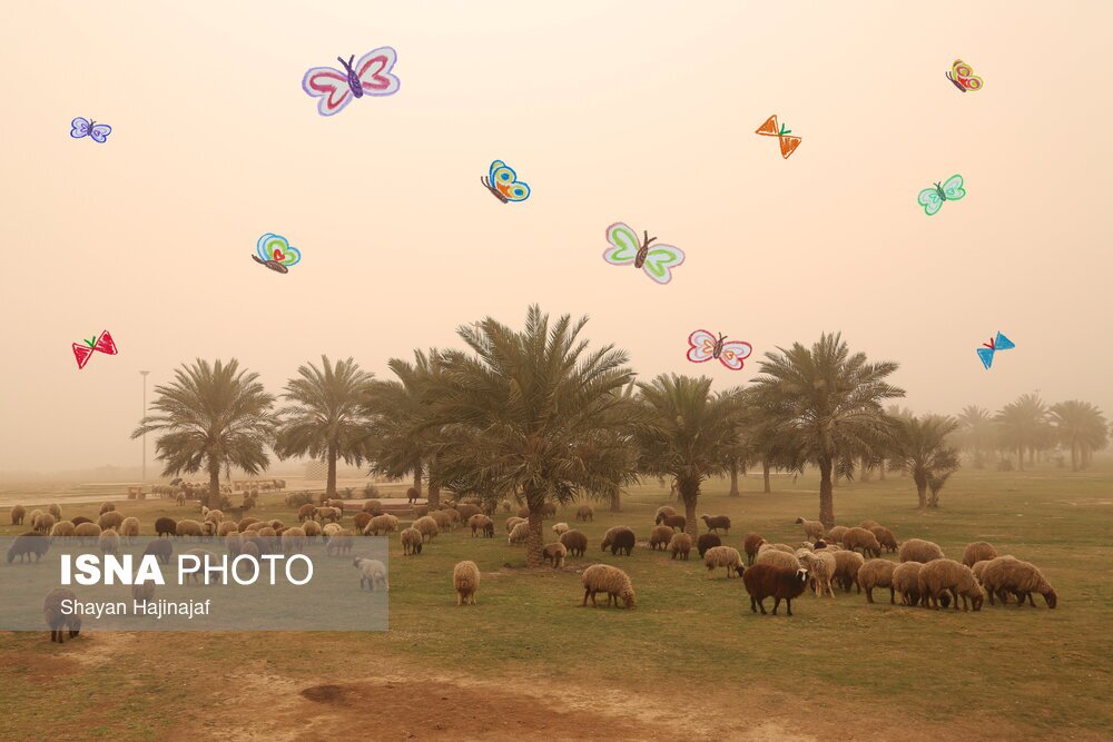 تصاویر: