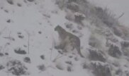 ویدیو / مشاهده پلنگ ایرانی در منطقه شکار ممنوع طالقان
