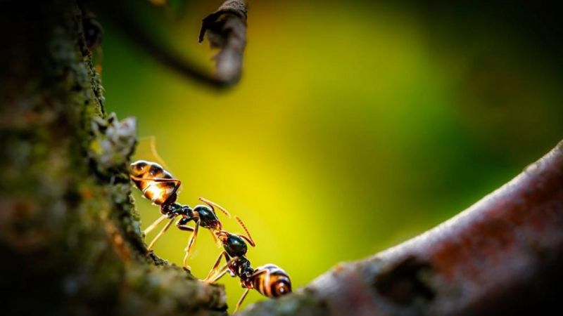 نتایج یک تحقیق جدید: مورچه‌ها می‌توانند سلول سرطانی را بو بکشند