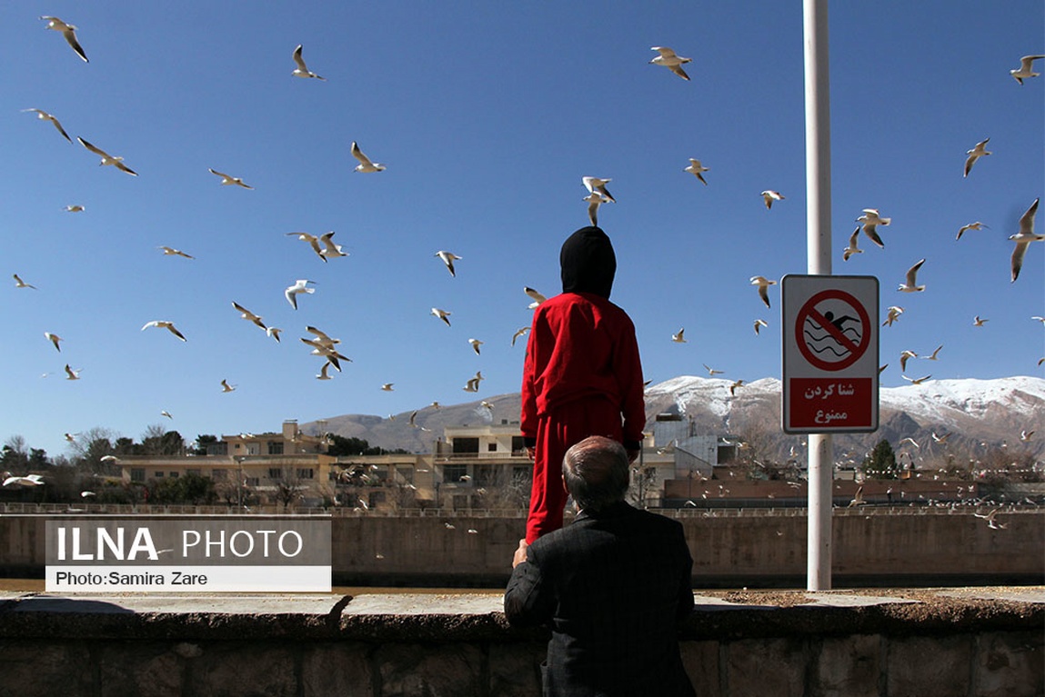 تصاویر: پرندگان مهاجرکاکایی درشیراز
